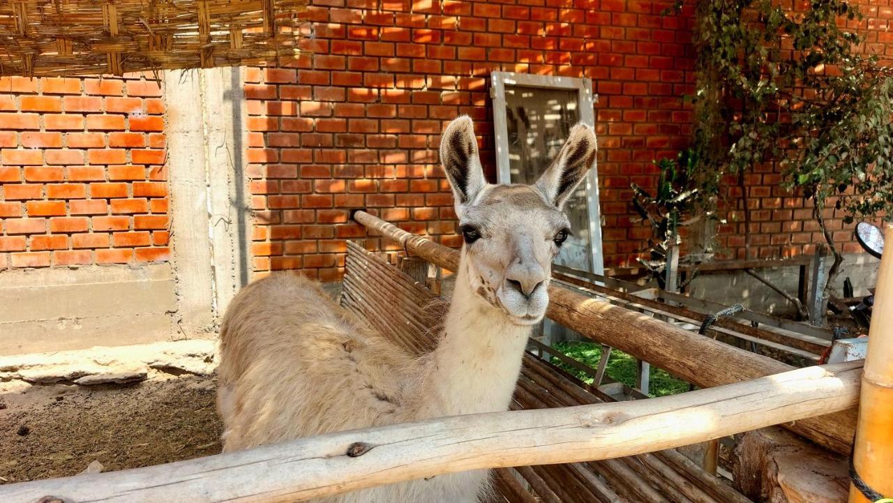 Отель La Colpa Chincha Baja Экстерьер фото